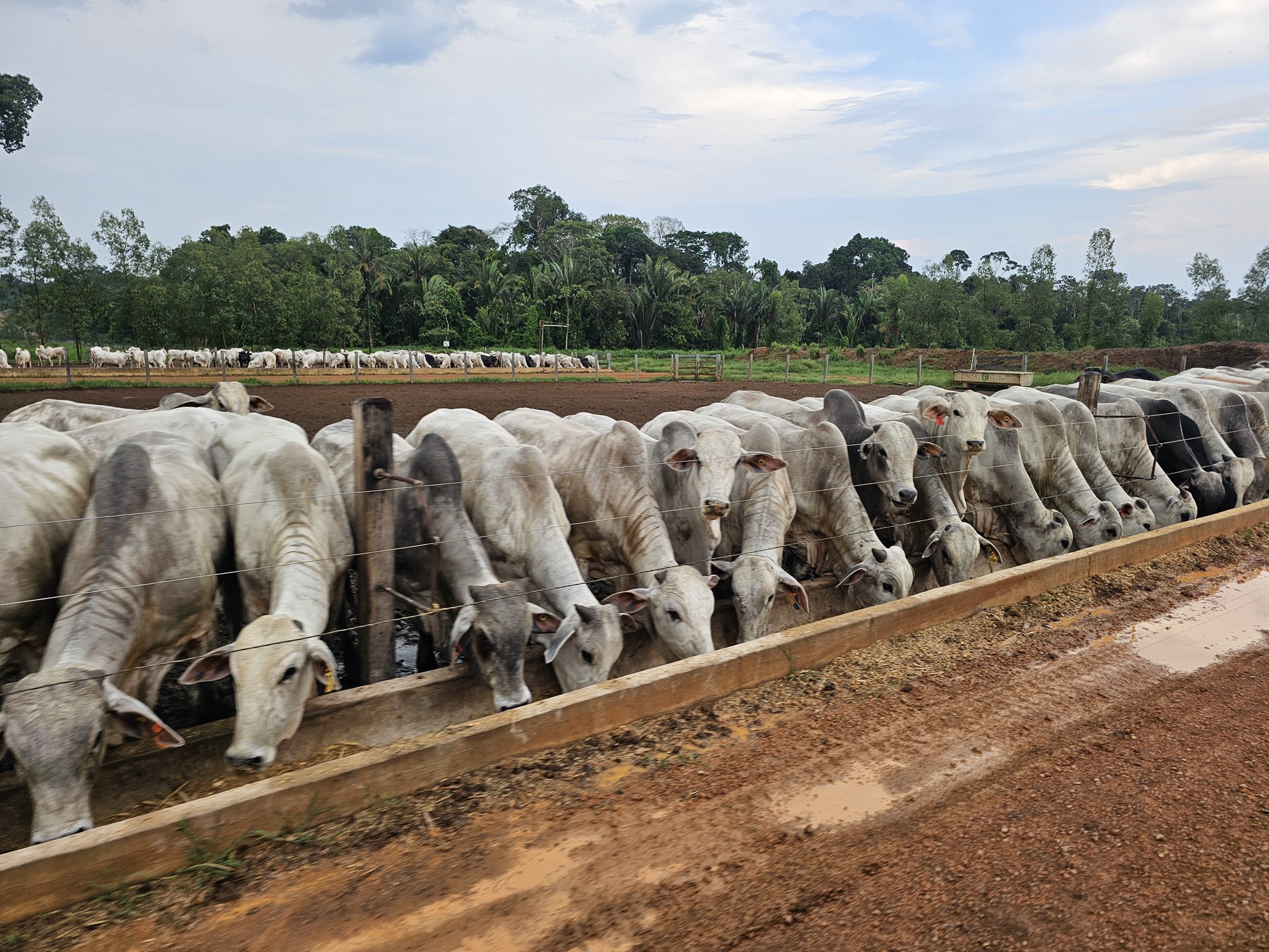 Decreto amplia liberdade de mercado para pecuaristas de Rondônia